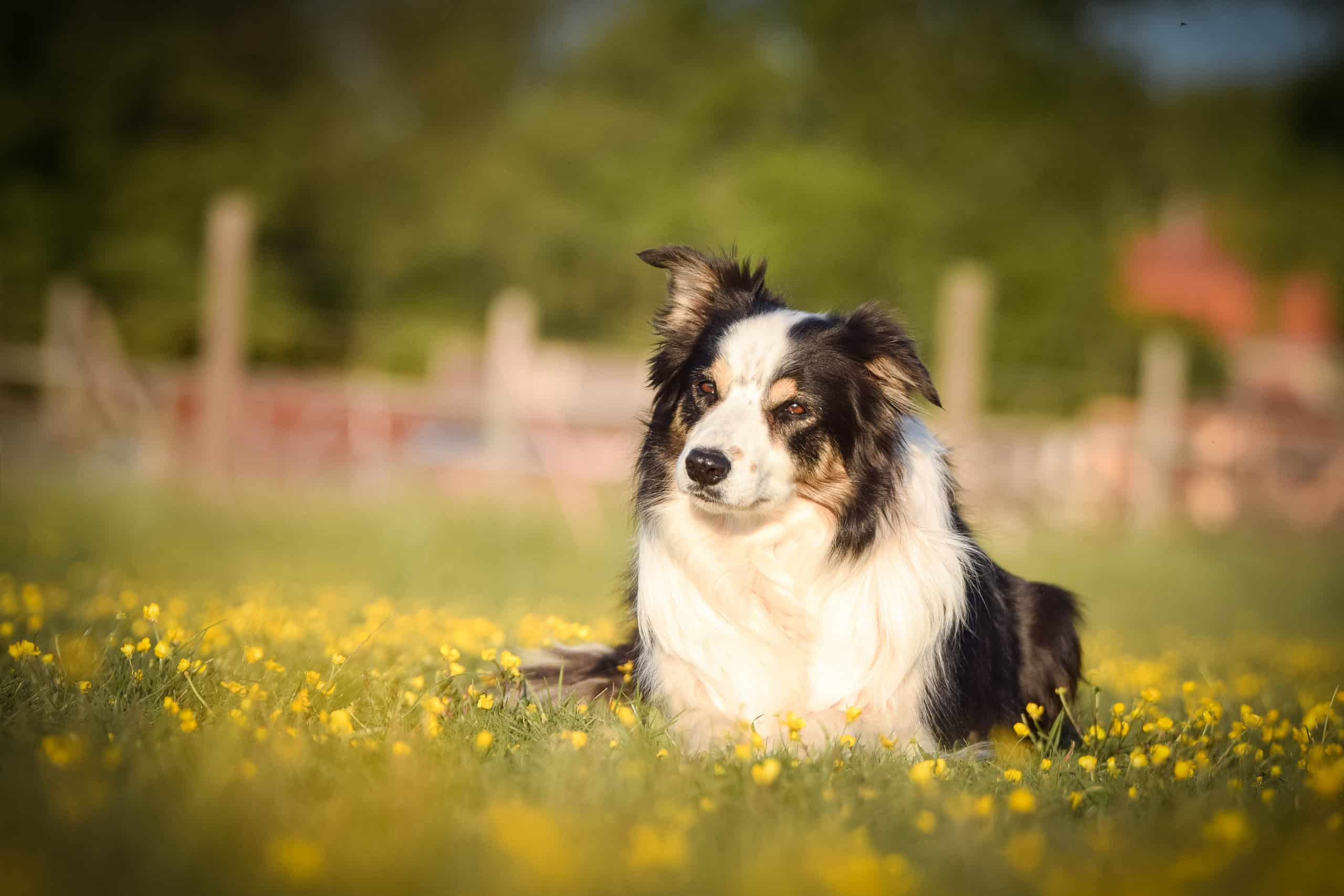 Dog is lying in the grass in the flowers. She is so happy dog on trip.