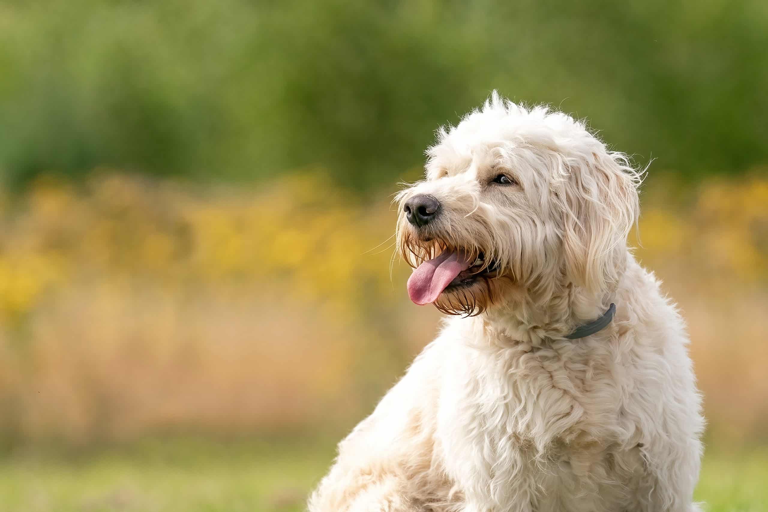 Labradoodle white dog head, dog sits on the grass, yellow flowers and reeds in the background. The white dog with curly hair is sitting in the sun