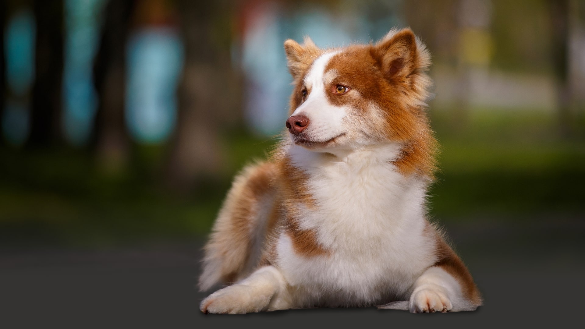 A brown and white dog sits calmly on the ground, showcasing its friendly demeanor and attentive expression.