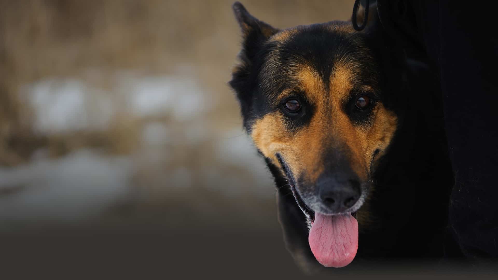 A cheerful dog sticking its tongue out, happily playing in a blanket of fresh snow.