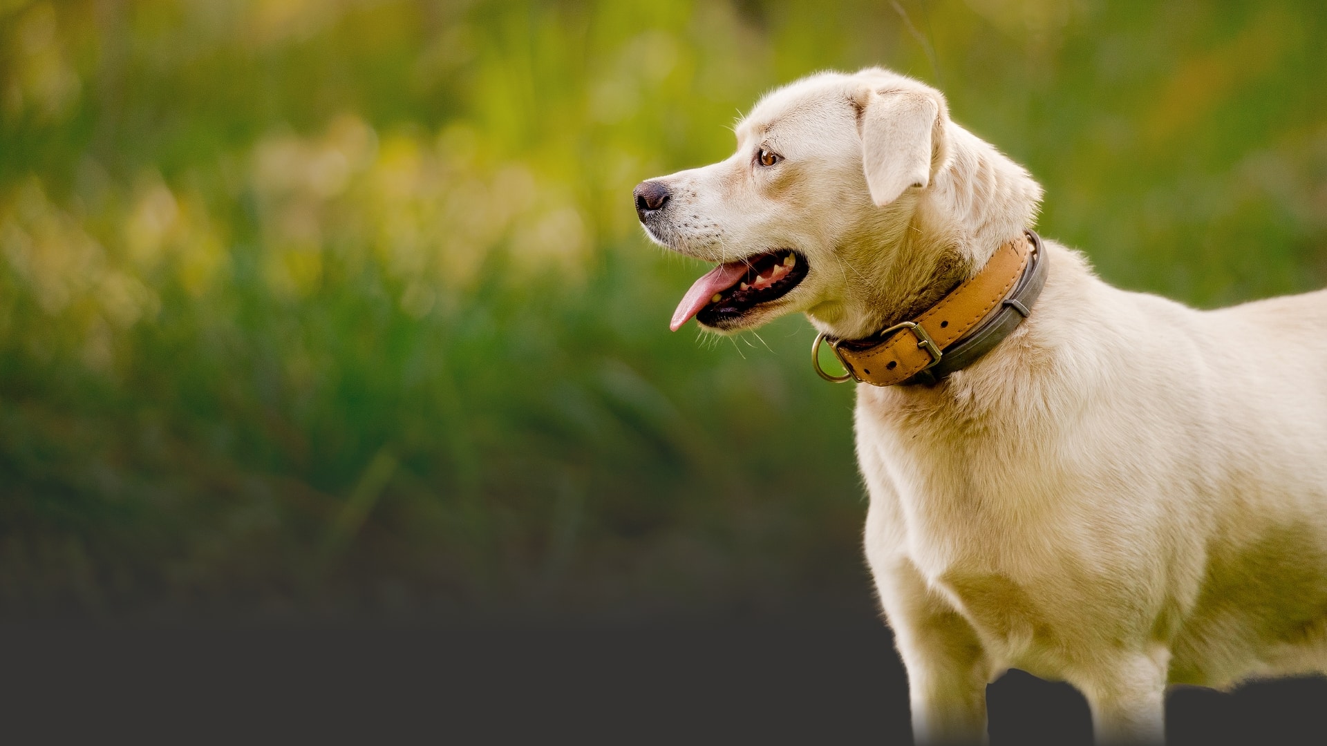 A golden retriever with a brown collar stands outside, facing left, with its tongue out against a blurred green background.