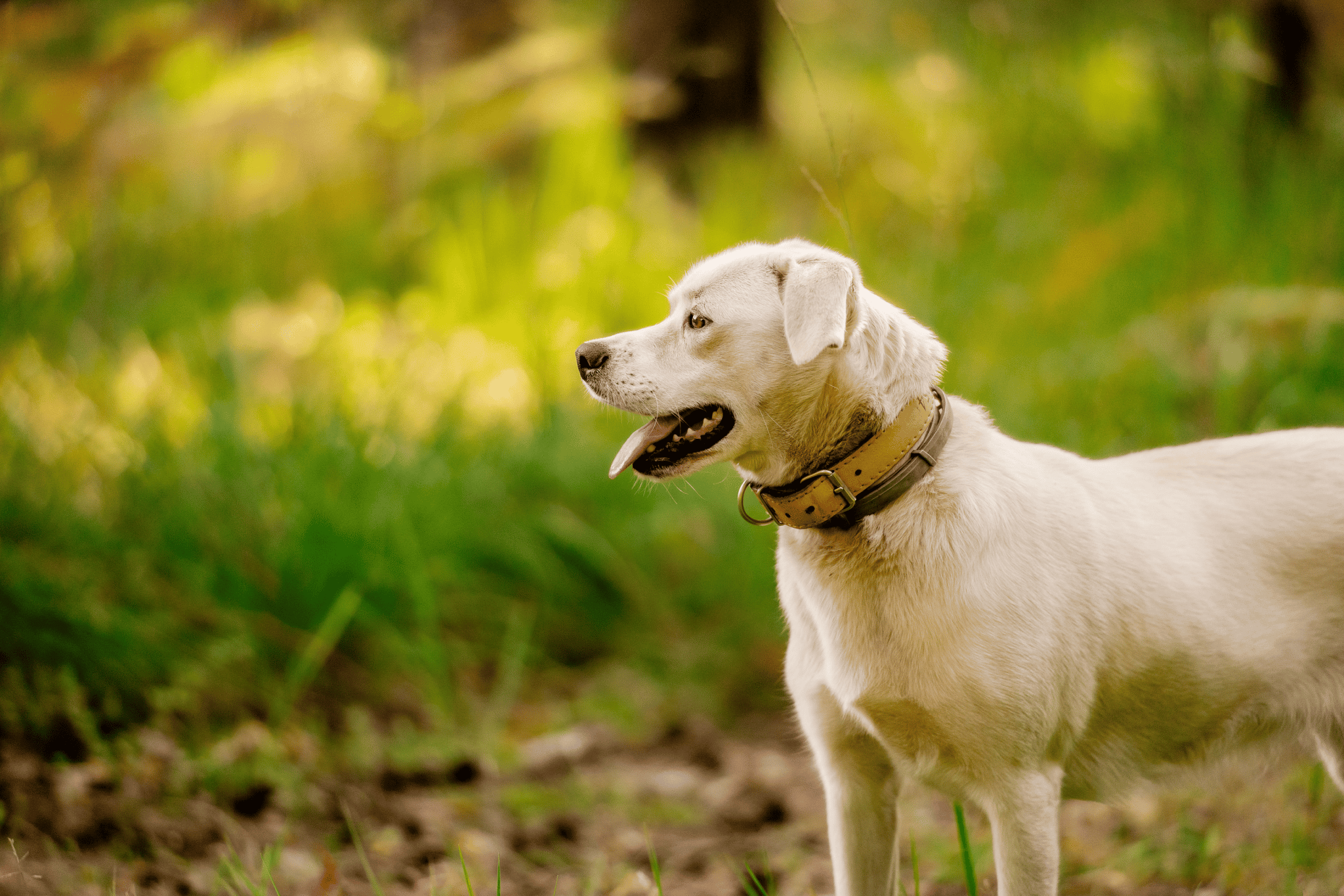 White dog outdoors